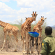 Rescued giraffes at the conservancy.